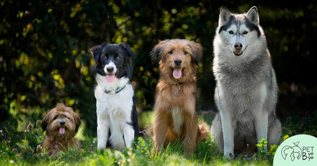 Razze di cane più longeve