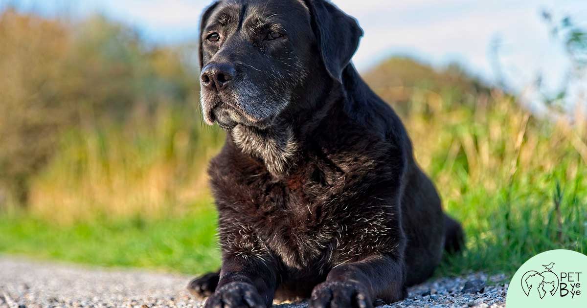 cane anziano non mangia