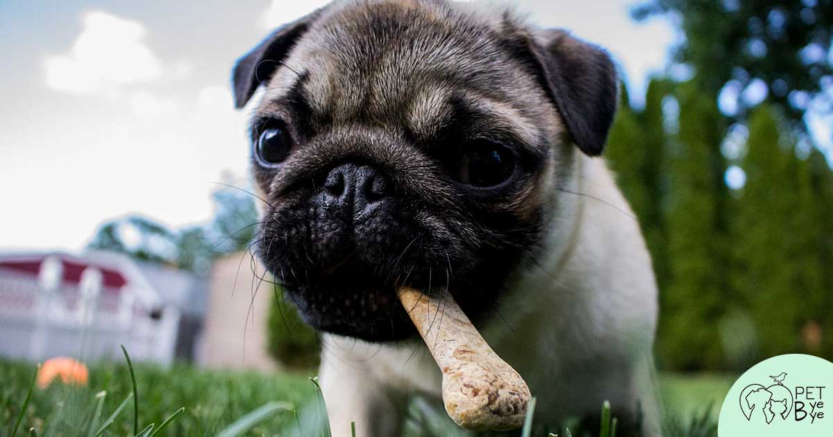 alimentazione cane