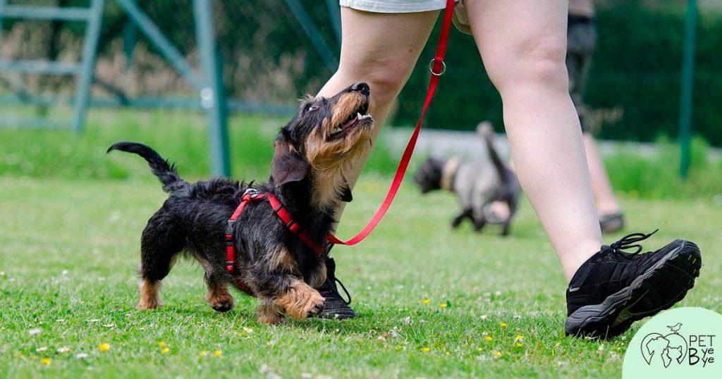 Consigli su come addestrare cane