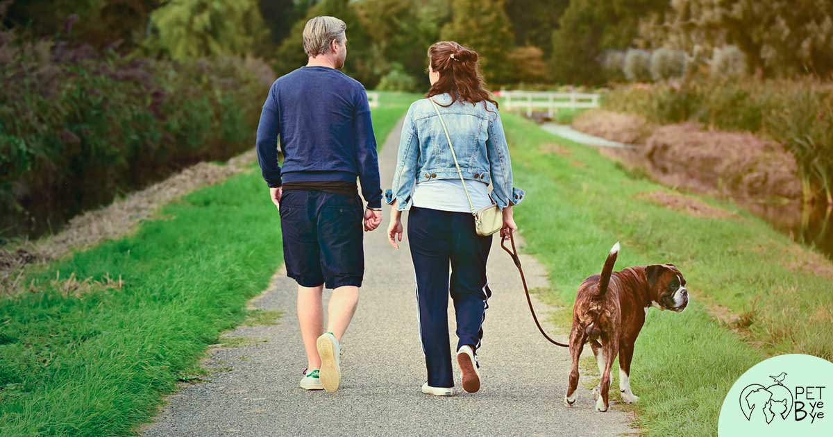 Passeggiate cane milano