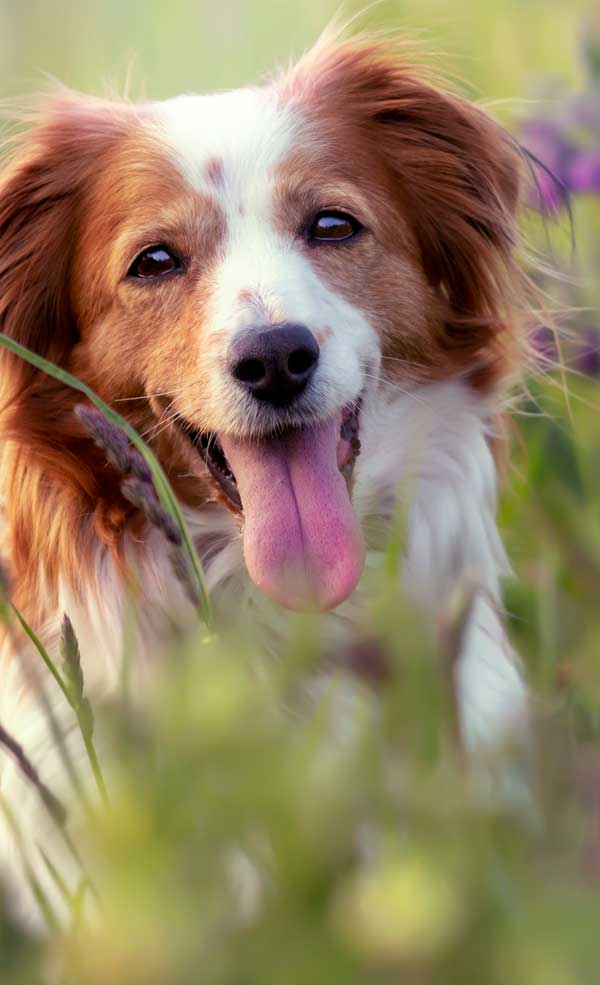 Cremazione cane milano