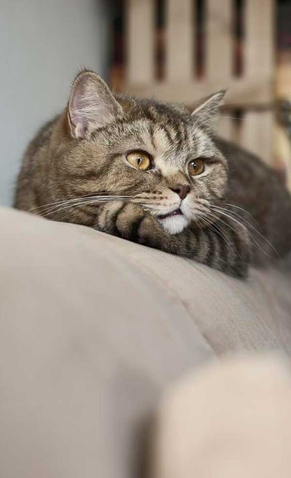 Gatto cremazione
